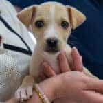 Puppy