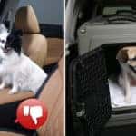 Tips to properly secure a pet in your car