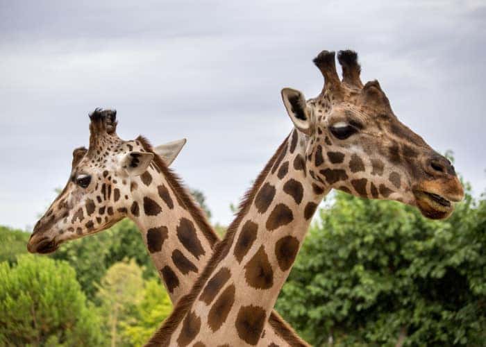 Oklahoma City Zoo Giraffes
