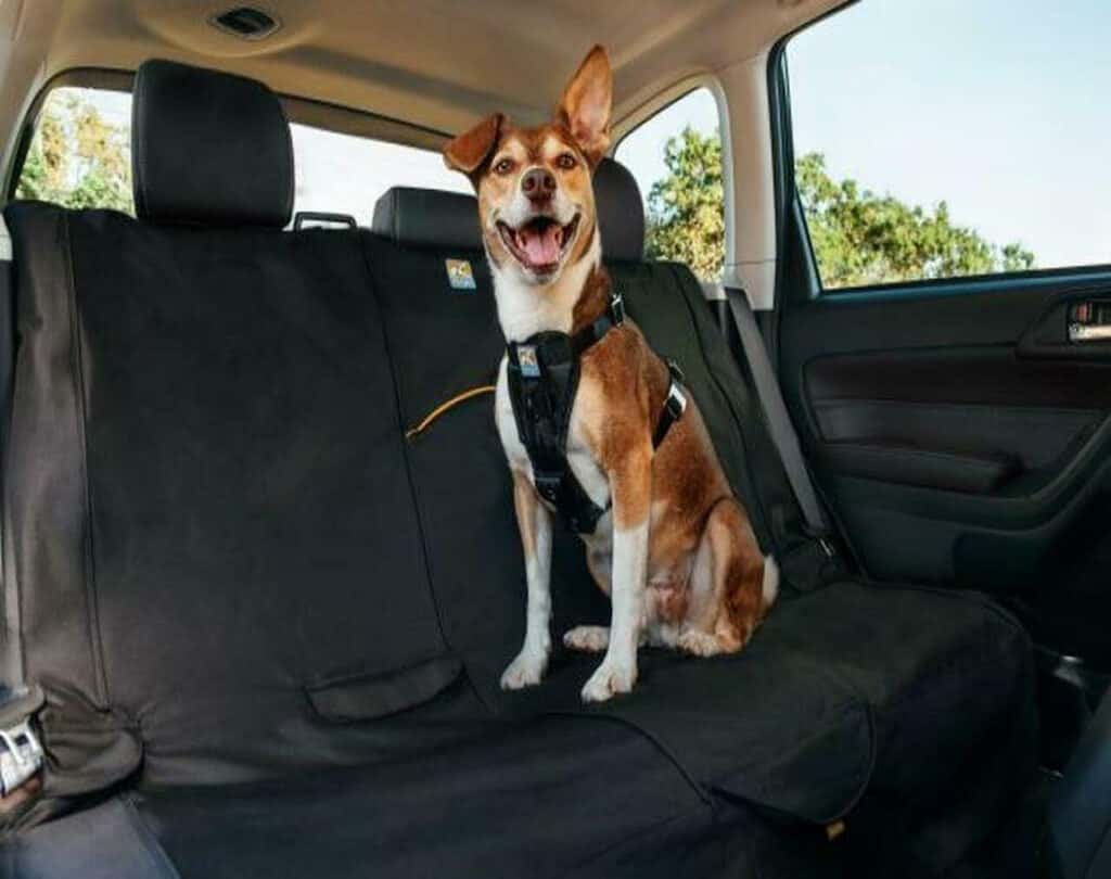 Dog in Rear seat buckled in safety harness.