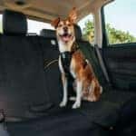 Dog in Rear seat buckled in safety harness.