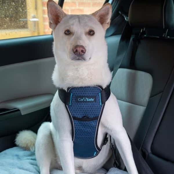 Pet Securely Harnessed in the back seat