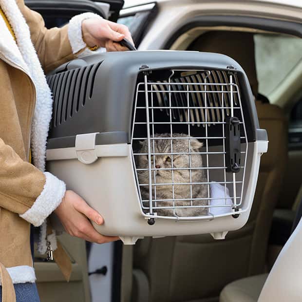 Cat in Pet carrier, secure