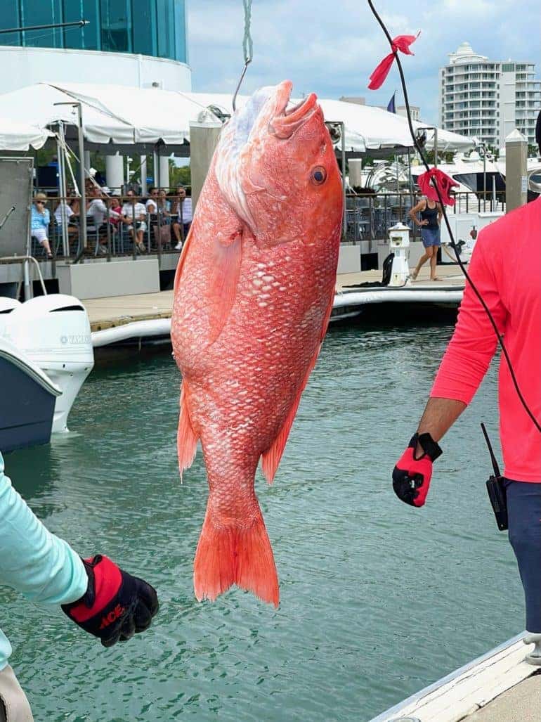 2022 Suncoast Snapper Slapper Tournament Douglas JCDR