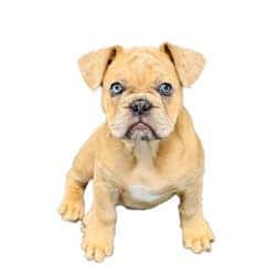 Brixley (Brix) Northland Dealership Dog