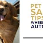 pet travel safety tips
